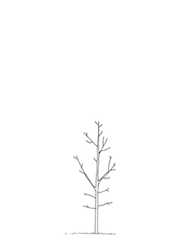 GIF animado (72830) Arbol sin hojas