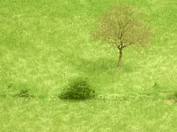 GIF animado (72874) Arbusto viento