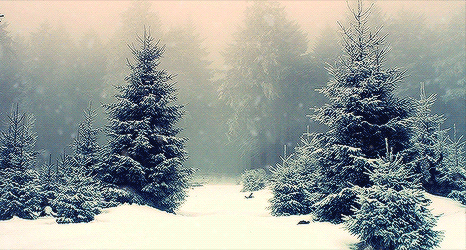 GIF animado (72789) Bosque abetos nevados