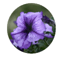 GIF animado (73071) Boton de una petunia