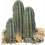 GIF animado (72921) Cactus desierto