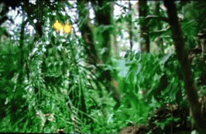 GIF animado (67636) Camuflaje predator