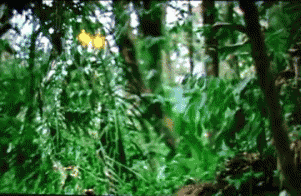 Imagen GIF de Camuflaje predator animado