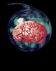 GIF animado (71092) Cerebro latiendo