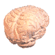 GIF animado (71093) Cerebro latiendo