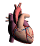 GIF animado (71107) Corazon realista