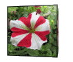 GIF animado (73075) Cubo de petunia roja y blanca