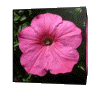 GIF animado (73076) Cubo de petunia rosa