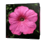 GIF animado (73076) Cubo de petunia rosa