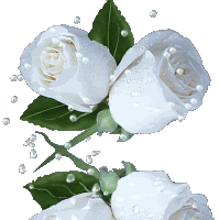GIF animado (73118) Dos rosas blancas