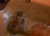 GIF animado (68188) E t el extraterrestre