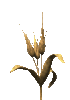 GIF animado (73395) Espigas trigo