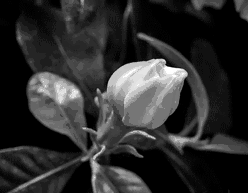 GIF animado (73119) Flor petalos blancos