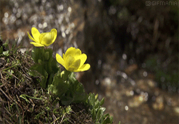 GIF animado (65917) Flores cascada