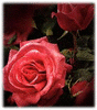 GIF animado (73171) Fotos rosas