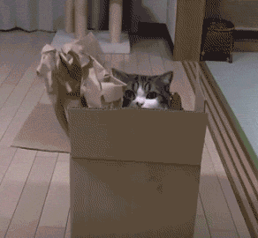 GIF animado (64959) Gato caja carton