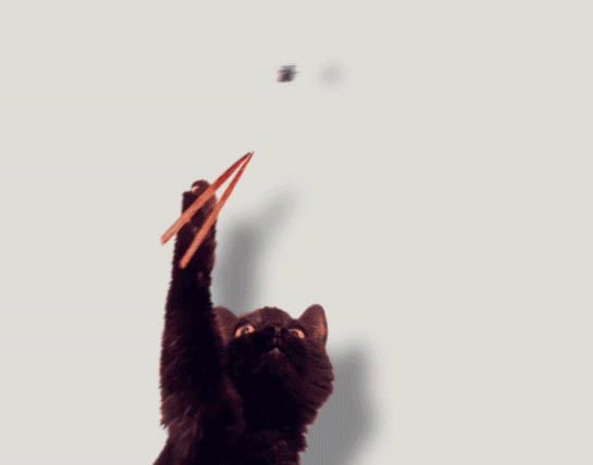 GIF animado (62836) Gato intenta cazar mosca palillos