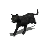 GIF animado (73762) Gato negro corriendo