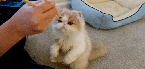 GIF animado (62837) Gato que come con palillos