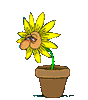 GIF animado (73010) Girasol estornudando