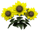 GIF animado (73020) Girasoles