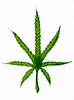 GIF animado (72932) Hoja marihuana