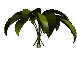GIF animado (72875) Hojas de arbusto