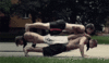 GIF animado (70396) Hombres haciendo flexiones