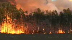 Imagen GIF de Incendio bosque animado