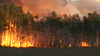 GIF animado (66135) Incendio bosque
