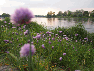 GIF animado (66257) Lago flores