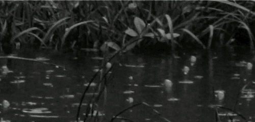 GIF animado (65948) Lluvia estanque