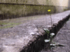 GIF animado (65949) Lluvia flor