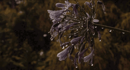 GIF animado (65950) Lluvia flores