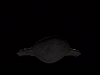 GIF animado (68463) Mon calamari