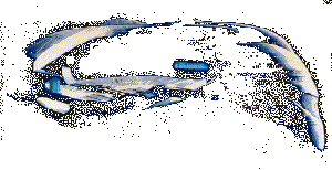 GIF animado (74682) Nave romulana clase dderidex
