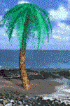 GIF animado (73305) Palmera cocos