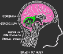 GIF animado (71095) Partes del cerebro