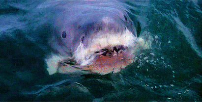 GIF animado (69158) Pelicula tiburon