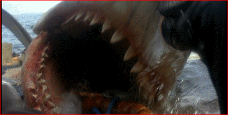 GIF animado (69159) Pelicula tiburon