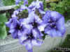 GIF animado (73080) Petunias glitter