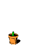 GIF animado (63652) Planta creciendo maceta