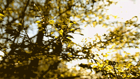 GIF animado (66322) Primavera soleada