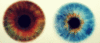 GIF animado (71360) Pupilas