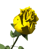 GIF animado (73105) Rosa amarilla floreciendo