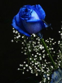 GIF animado (73113) Rosa azul brillando