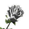 GIF animado (73126) Rosa blanca