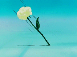 GIF animado (73130) Rosa blanca dibujos animados