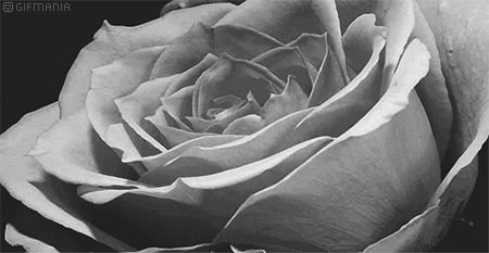 GIF animado (73132) Rosa blanca floreciendo