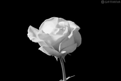 GIF animado (73133) Rosa blanca floreciendo